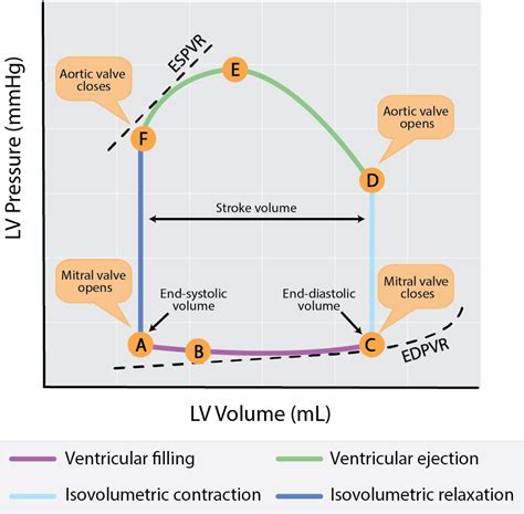 edpvr pressure volume loop.